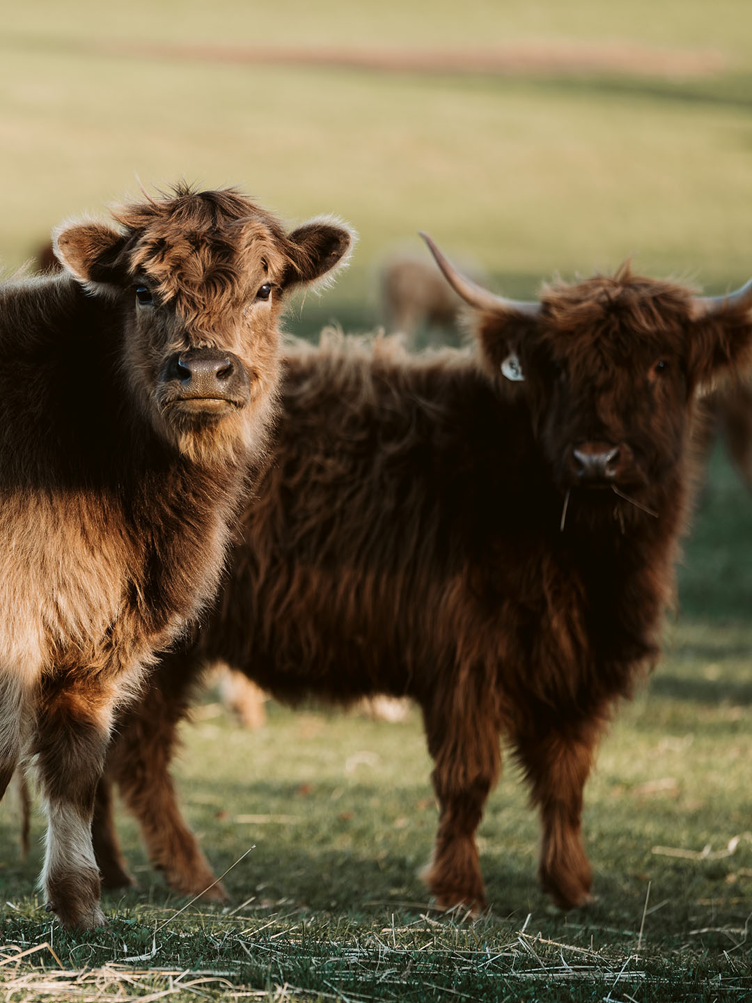 Bulk Mini Cattle Registration - Register Multiple Mini Cows
